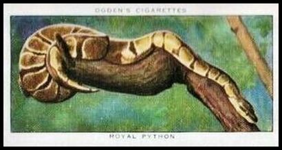 36 Royal Python